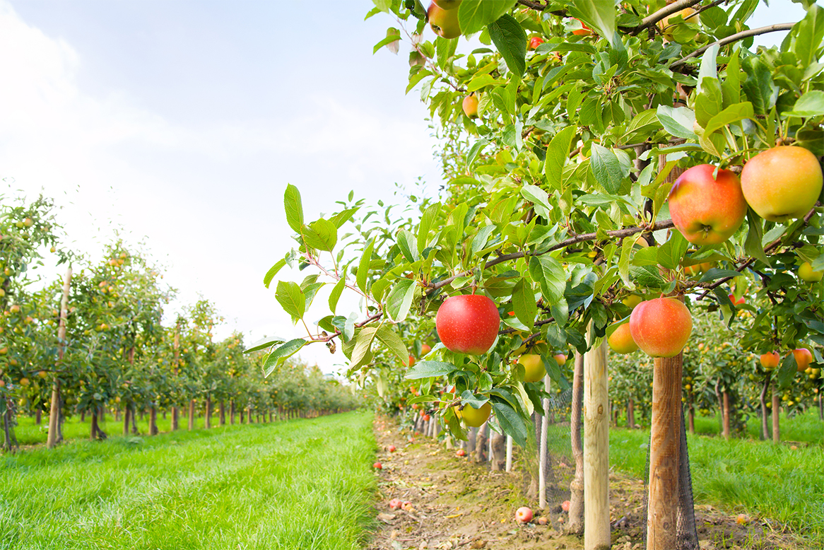 apple-picking-in-kitchener-and-waterloo-downey-s-strawberry-apple-farm